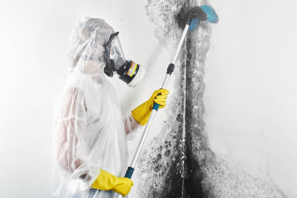 Best Mold Remediation for Healthcare Facilities  in Coraopolis, PA